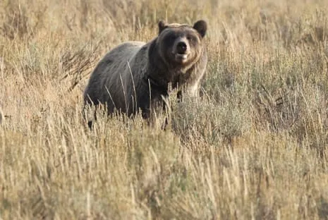 Trail Walker Injured by Grizzly in Wilderness Area Flown to Trauma Center