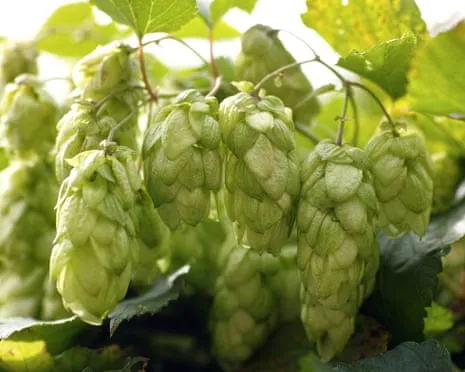 Build A Personal Beer Garden: Growing Hops Turns Out Easy and Fulfilling