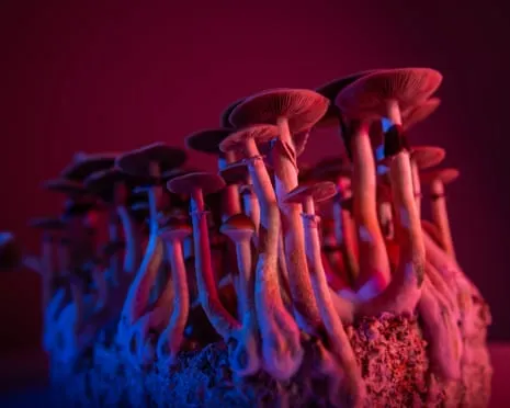 About Psychedelics by the Author: A Reflective Journey into Mind-Altering Compounds