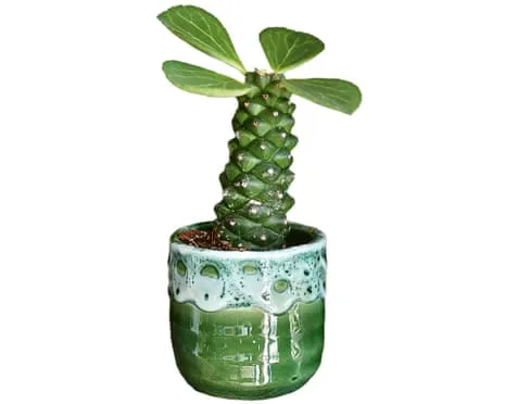 Can My Euphorbia Once Again Grow Leaves Back?